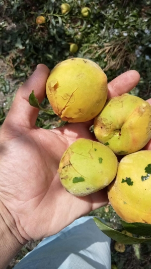 Danni in agricoltura nel materano, Giordano (Ugl Matera): “Basta proclami, urgono interventi risolutivi se esiste un piano preventivo”.