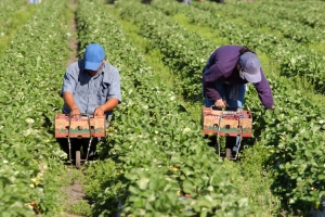 Click day per assunzione lavoratori extracomunitari in agricoltura: Cia, quota fortemente inadeguata per la Basilicata