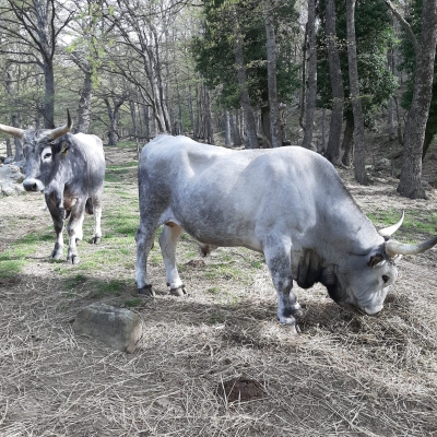 ASM, ESEGUITI CONTROLLI VETERINARI IN ALCUNI ALLEVAMENTI ABUSIVI DEL MATERANO