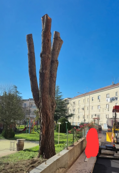 Legambiente Montalbano in merito all’abbattimento del pino domestico (Pinus pinea)