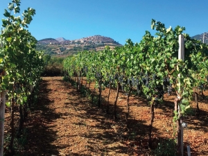 Vini Terre Alta Val d’Agri: serata di degustazione a Viggiano con l’enologo Luca Gardini