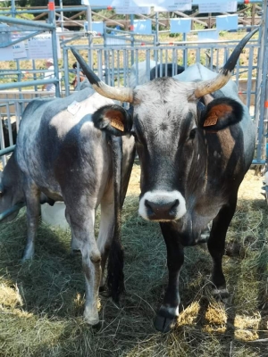 Rassegna Vivi Lucania: Cia-Agricoltori, riconoscimenti a nostri allevatori